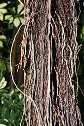We did not find results for: Ficus Wikipedia