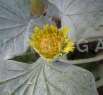 Image result for Arctotheca populifolia