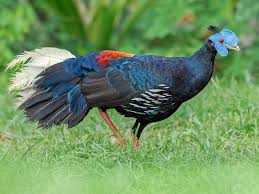 Image result for Lagenaria rufa