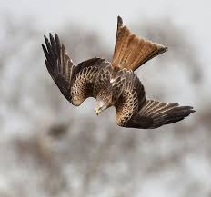 Birds Of Prey Digital Release Date Pin By Katrina Marshall On Bird Birds Of Prey Red Kite Pet Birds