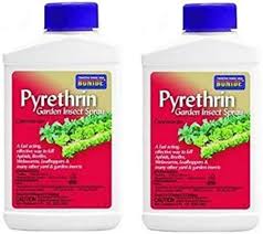 Image result for Pyrethrin