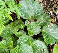 Image result for Galiniera saxifraga