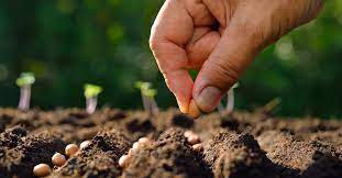 We did not find results for: How To Grow Vegetables Directly From Seeds In Your Garden