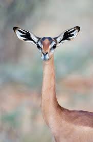 Animal Of The Day 1 14 2011 The Gerenuk Animals Unusual Animals Interesting Animals