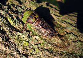 Annual Cicada Mania