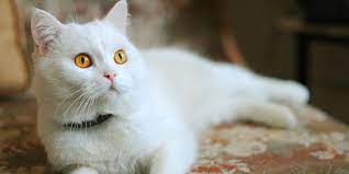 Tidak hanya itu, nama ini juga unik dan tidak pasaran. Daftar 30 Nama Kucing Islami Beserta Artinya Pintarpet