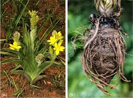 Image result for Hypoxis angustifolia