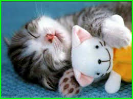 Kucing ini menyerupai kucing siam dengan bulu panjang dan mata biru. Paling Bagus 18 Gambar Lucu Anak Kecil Sedih 5000 Gambar Kucing Lucu Imut Dan Paling Menggemaskan Source Www Ekor9 Com Image Chaton Chaton Mignon Chaton