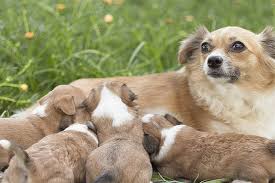 Why Is My Dog Producing Milk
