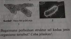 10 Perhatikan Kedua Organisme Berikut Diatas Bagaimana Perbedaan Struktur Sel Kedua Brainly Co Id