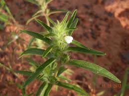 Image result for Justicia striata
