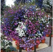 Image result for lobelia combine composition
