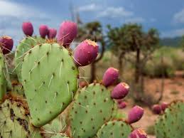 Not available right at noon? A Sample Of Cacti Varieties Hgtv