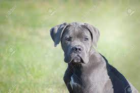 Can get 2nd jabs prior to going to their forever homes. An Italian Mastiff Puppy Blue Cane Corso Looking Tender And Attentive Stock Photo Picture And Royalty Free Image Image 96803746