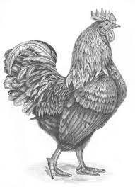 Pin On Pen And Ink Drawings