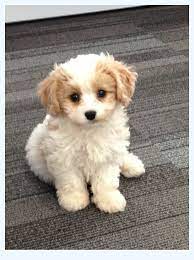 Cavachons are prone to knee issues, and excess weight can exacerbate the problem. Advanced Cavachon Puppies Dog Breed