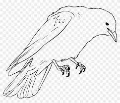 Crow coloring pages for kids. Jackdaw Crow Drawing Vector Png Image Kid Crow Coloring Page Clipart 3780675 Pikpng