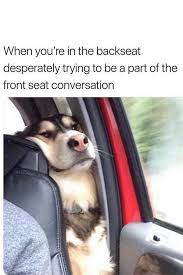 The Best Dog Memes Of 2019 By Small Animals Enjoy The Funny Dogs Meme Funnyanimalmemesdogs Dogmeme Memedog Funny Dog Memes Animal Memes Funny Animal Memes