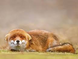 Smiling Fox By C Roeselien Raimond Animals Beautiful Animals Cute Animals