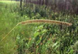 Image result for Ctenium