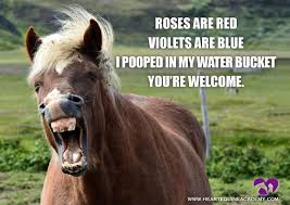 Funny Horse Meme Equestrian Humor Funny Horse Poem Roses Are Red Violets Are Blue I Pooped In My Water Bucket You Re We Horse Meme Horse Poems Funny Horses