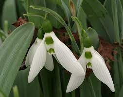Galanthus Elwesii Var Elwesii Image Plants Uk Missouri Botanical Garden Plant Classification