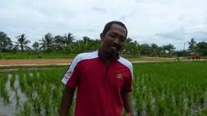 Dari penjelasan diatas, data dikatakan bahwa tanaman padi mempunyai ciri khusus pada bagian tubuhnya. February 2013 Weblog Padi Selangor Pertanian Selangor