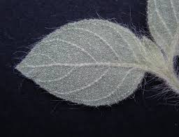 Image result for Virectaria