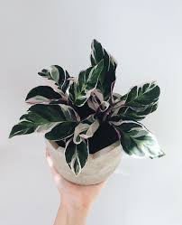 Especially if your cat goes outside, it's important to ensure that he can't get a nibble of this common some plants and flowers are only mildly toxic and others are downright deadly to cats. Variegated Plants Safe For Pets Leaf And Paw