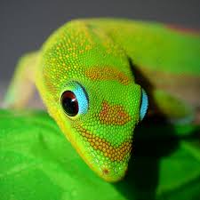 This service automatically rotates, optimizes and scales down. File Gold Dust Day Gecko Closeup Hawaii Edit 1 Jpg Wikipedia