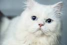 List of White Cat Breeds With Pictures - Petsworld