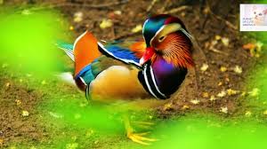 The mandarin duck (aix galericulata) is a perching duck species native to the east palearctic. Mandarin Duck Duck Mandarin Duck In Assam Youtube