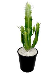 Image result for Euphorbia candelabrum