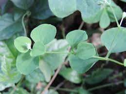 Image result for Drymaria