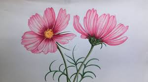 I'm sure you will be thrilled to see realistic flower drawings on a. Cosmos Flowers Drawing In Color Pencils How To Draw Flowers Youtube