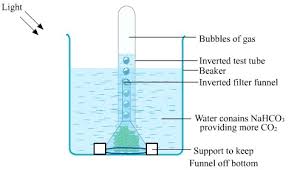 Oxygen Liberated During Photosynthesis Comes From - Biology Class 10