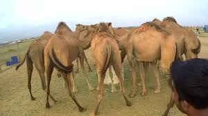 Oman any camel races held between 1st and 8th january 2016? Camel Milking Salalah Oman 2019 World Trip Youtube