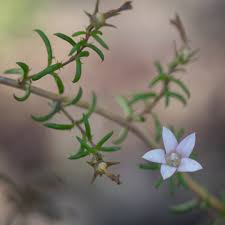Image result for Wahlenbergia huttonii