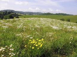 Fields Of Wildflowers In Galax Va Lemon Bay Conservancy A wildflower scavenger hunt is a fun reason to take a walk in the woods. fields of wildflowers in galax va
