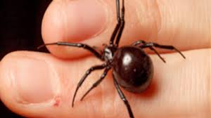 Black widow spiders are arachnids that are known for the females' unique appearance and tendency to eat their mates. Black Widow Spider Will She Kill You Youtube