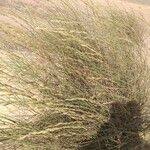 Image result for Halopyrum mucronatum