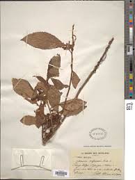 Image result for Maesa lanceolata