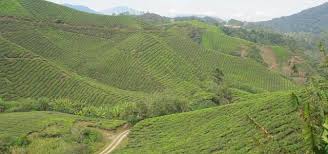 Cameron highlands hotels are mostly situated in tanah rata but there are a few in brinchang and kampung raja too! Ynhqdovyaueetm