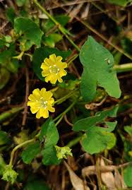 Image result for Merremia stellata