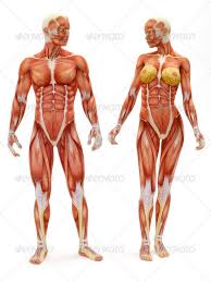 Male And Female Muscular Skeletal System Isolated On A White Background Part Of A Muscle Medical Series Human Anatomy Anatomy Poses Anatomy Drawing