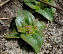 Image result for Faroa