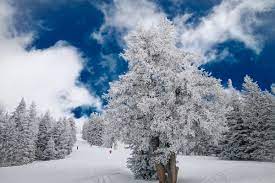 Flagstaff Christmas 2022 Best Places To Go For Christmas 2022: Arizona Winter Family Getaways