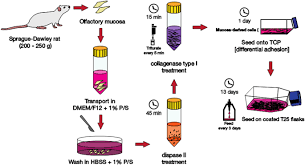 Maybe you would like to learn more about one of these? Bioprocessing Strategies To Enhance The Challenging Isolation Of Neuro Regenerative Cells From Olfactory Mucosa Scientific Reports