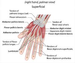 Tendonitis is an inflammation of the tendon. Hand Wrist Injury Specialties Lake Pointe Orthopaedics
