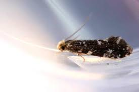 Image result for Wolffiella